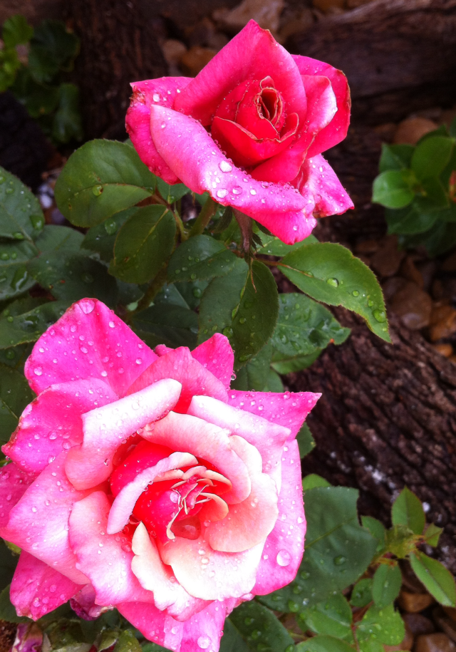 flowers with rain 1